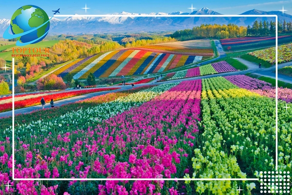 CHIÊM NGƯỠNG NHỮNG CÁNH ĐỒNG HOA KHI ĐI TOUR NHẬT BẢN GIÁ RẺ