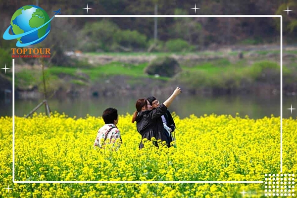 ĐẶC SẢN DU LỊCH HÀN QUỐC CÁNH ĐỒNG CẢI VÀNG ĐẸP HẾT SẢY