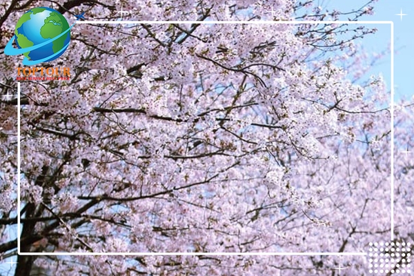 KHÁM PHÁ NHỮNG ĐIỂM THÚ VỊ CỦA TOUR DU LỊCH HÀN QUỐC TẾT 2022