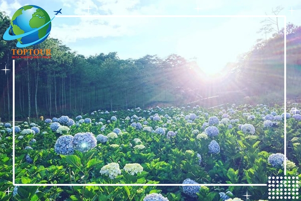 TOUR ĐI ĐÀ LẠT TOPTOUR - ĐÀ LẠT ĐẸP NHẤT MÙA CUỐI NĂM