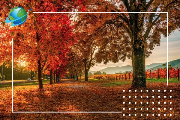 Top 5 địa điểm ngắm lá vàng cực hot không thể bỏ lỡ khi du lịch Úc