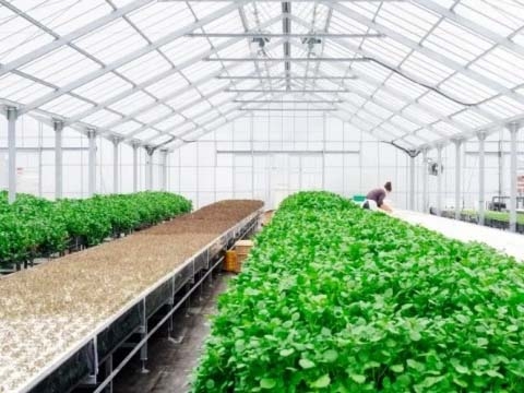 Nông nghiệp Việt Nam tiếp cận thách thức & cơ hội 5.0