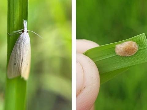 Sâu đục thân hại lúa và giải pháp quản lý