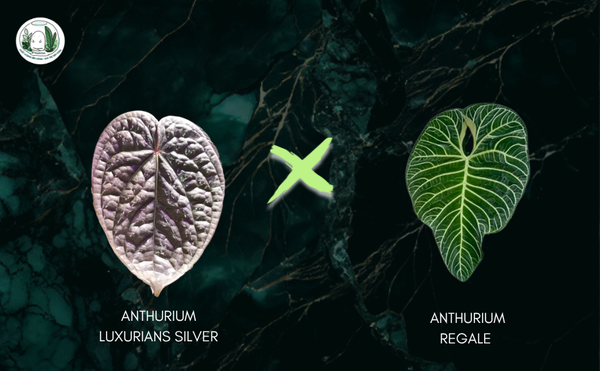 anthurium-lux-x-regale-4-la-4-5-cm