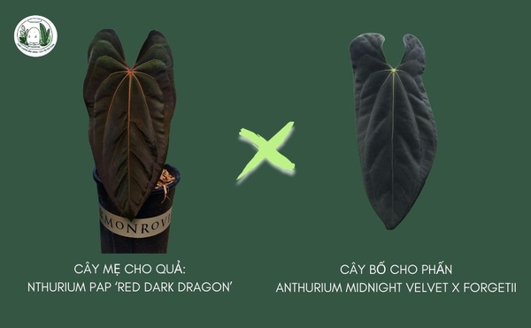hat-xin-gia-ngon-red-dark-dragon-x-midnight-x-for-100k-10-hat