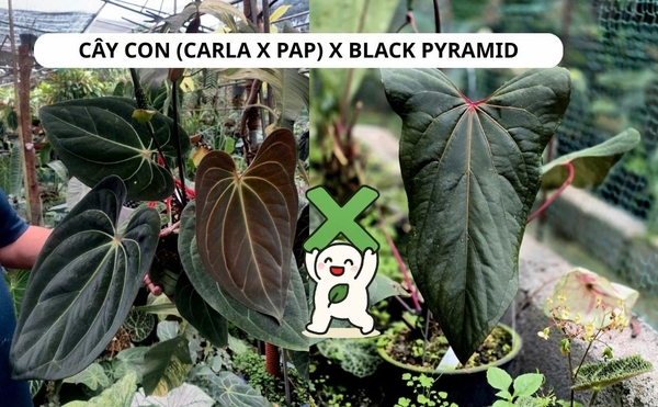 cay-con-carla-x-pap-x-black-pyramid-2-la-mam-2-cm