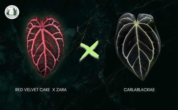 red-velvet-cake-x-zara-x-carlablackiae-4-la-2-5-cm