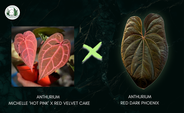 michelle-hot-pink-x-red-velvet-cake-x-rvdp-2-la-2-5-cm