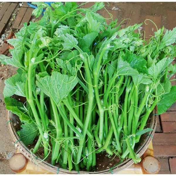 Đọt su su (500g - 1Kg) | Bunny Hill
