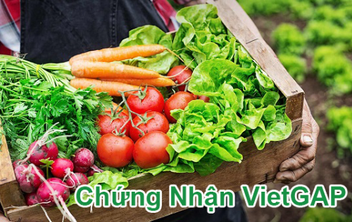 VietGap - Thực hành sản xuất nông nghiệp tốt ở Việt Nam