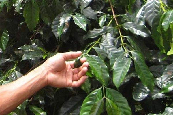 dac diem cua la ca phe