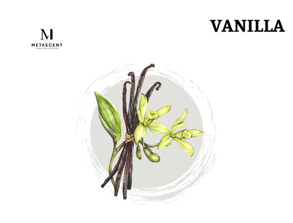 Vanilla