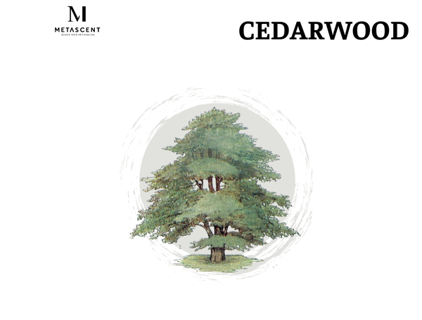 Cedarwood