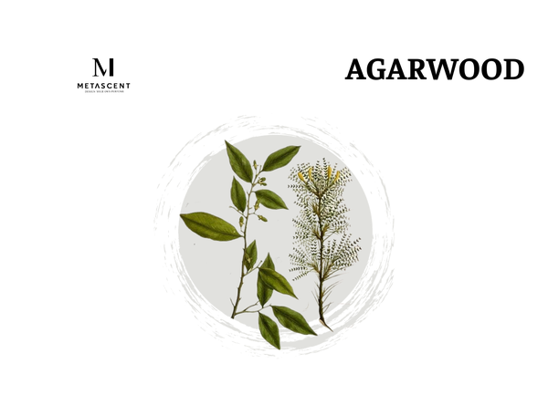Agarwood