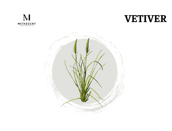 Vetiver