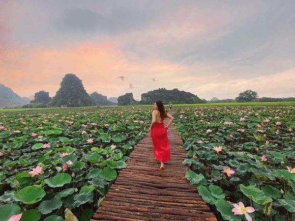 Du Lịch HÀ NỘI - HANG MÚA mùa sen – ĐẦM VÂN LONG [1 Ngày]