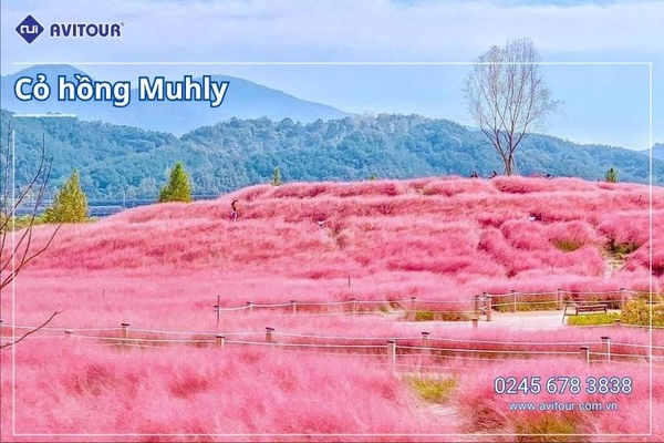 Du lịch Hàn Quốc 2026: Hà Nội - Busan - Gyeongju - Seoul - Đảo Nami - Tàu Điện Ven Biển Haeundae - Cỏ Hồng Muhly - Làng Văn Hóa Huinnyeoul