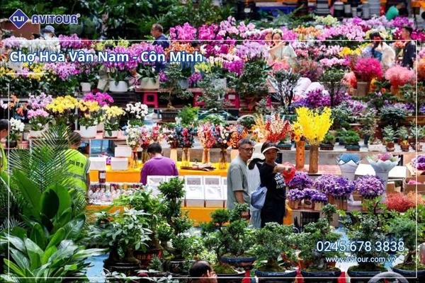 Du lịch Vân Nam 2026: Hà Nội - Côn Minh - Săn Tuyết Kiệu Tử Sơn