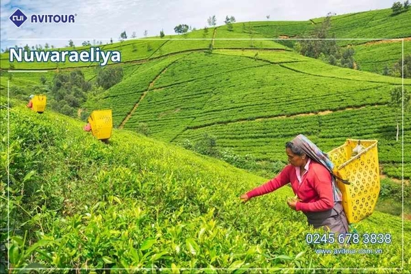 Du lịch Sri Lanka - Xứ Tích Lan 2026: Tham Dự Lễ Hội Rước Xá Lợi Răng Phật