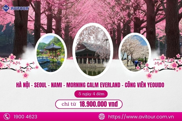 Khám phá Hàn Quốc mùa hoa anh đào 2024| Hà Nội - Seoul - Nami - Morning Calm Everland - Công Viên Yeouido