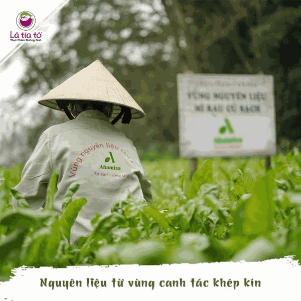 Mì tươi sấy lạnh Ahamaisa - Củ nghệ