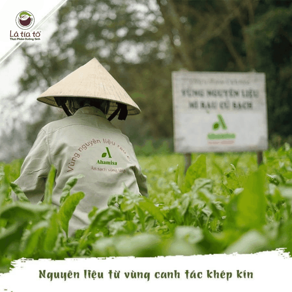 Mì tươi sấy lạnh Ahamaisa - Cải Bó Xôi
