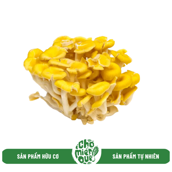 Nấm hoàng kim hữu cơ - 500gr