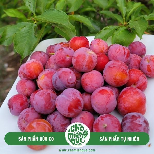 Mận Cherry đỏ Sơn La - Kg