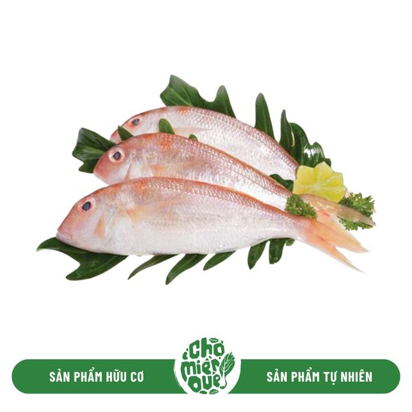 Cá hường - Kg