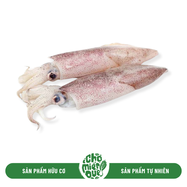 Mực ống size trung - Kg