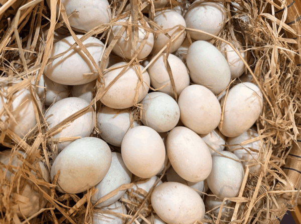 Trứng vịt đồng - Vỉ 10 quả