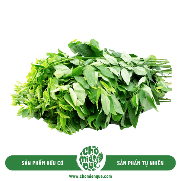 Rau Bồ Ngót hữu cơ - Kg