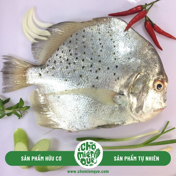 Cá Bàn Sa Côn Đảo - Kg