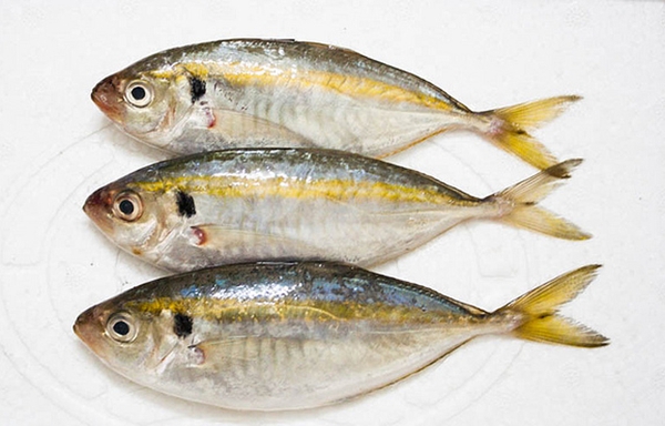 Cá Chỉ Vàng