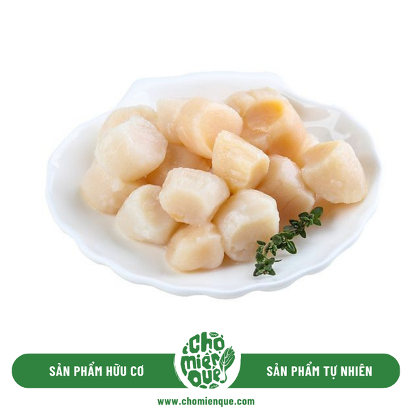 Sò Điệp Cồi Sống Hải Nam - Vỉ