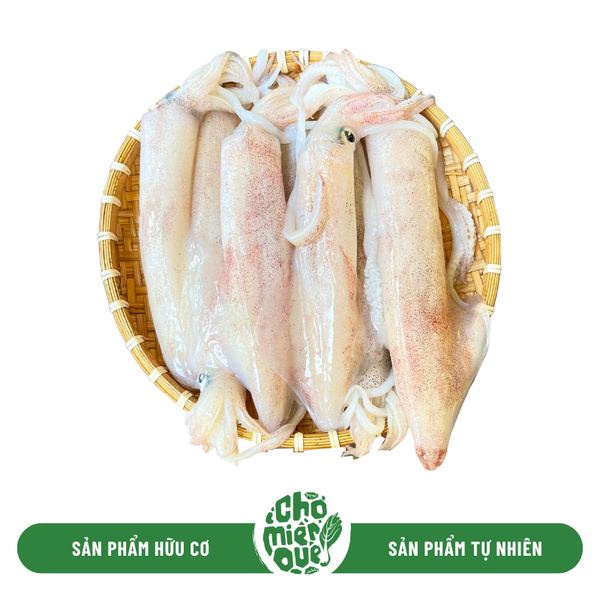 Mực ống sữa - Kg