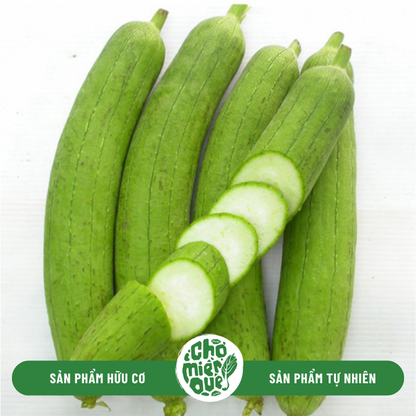Mướp Sunny VT - Kg