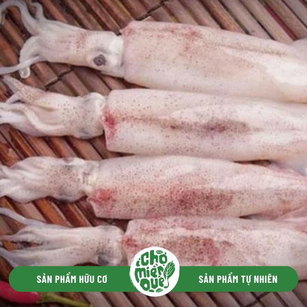 Mực ống Phú Yên - Kg