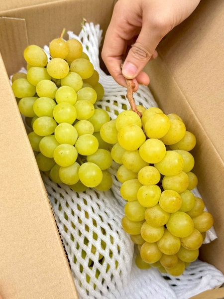 NHO SỮA SHINE MUSCAT HOÀNG VIỆT