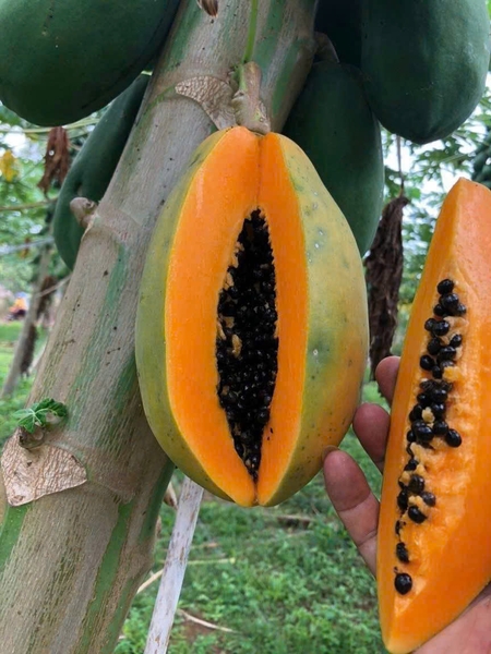 Đu đủ A Cón