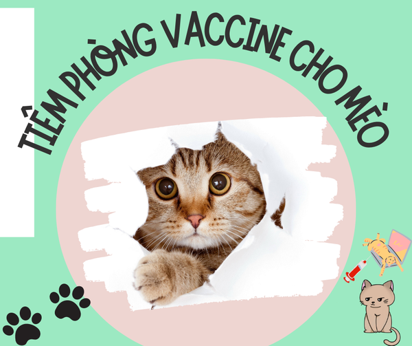 TIÊM PHÒNG VACCINE CHO MÈO