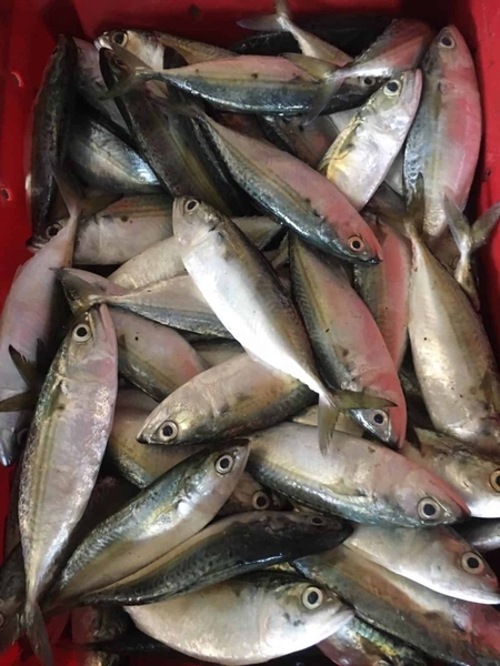 INDIAN MACKEREL