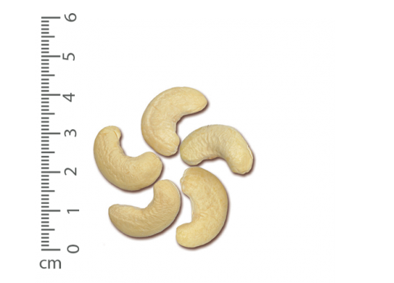 Raw Cashew Kernels - WW450