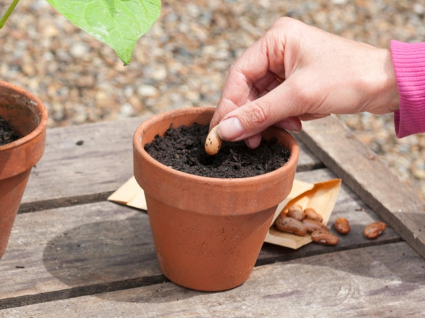 BẬT MÍ NHÂN GIỐNG CÂY TRỒNG HIỆU QUẢ