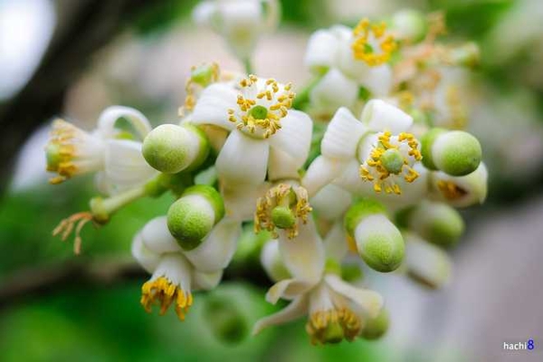 KỸ THUẬT XỬ LÝ RA HOA BƯỞI DA XANH