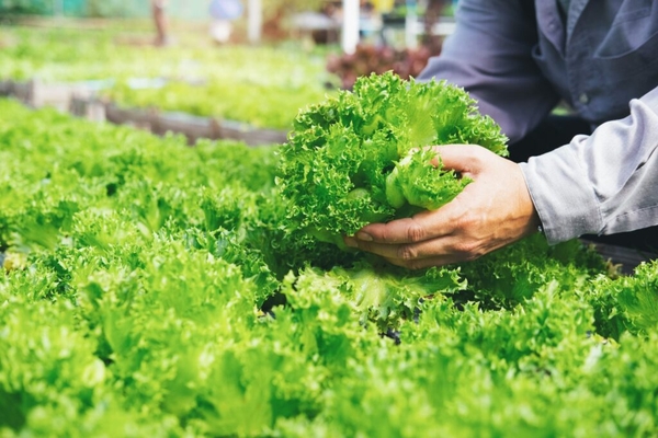 KỸ THUẬT LÀM ĐẤT TRỒNG RAU SẠCH TẠI NHÀ HIỆU QUẢ