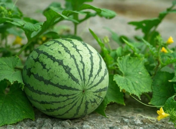 KỸ THUẬT TRỒNG VÀ CHĂM SÓC CÂY DƯA HẤU