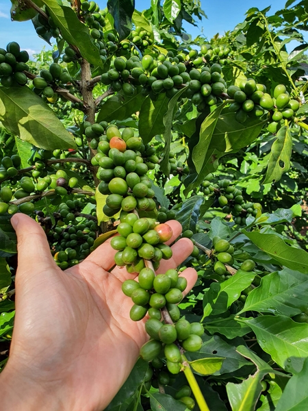 GIẢI MÃ HIỆN TƯỢNG GIÁ CÀ PHÊ LẬP ĐỈNH CHƯA TỪNG CÓ- FIN CHỌN GIẢI PHÁP GÌ GIỮA TÂM BÃO GIÁ.