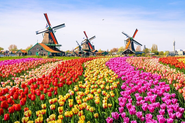 Du lịch châu Âu giá rẻ mùa xuân: Hành trình 6 nước giữa mùa hoa tulip rực rỡ
