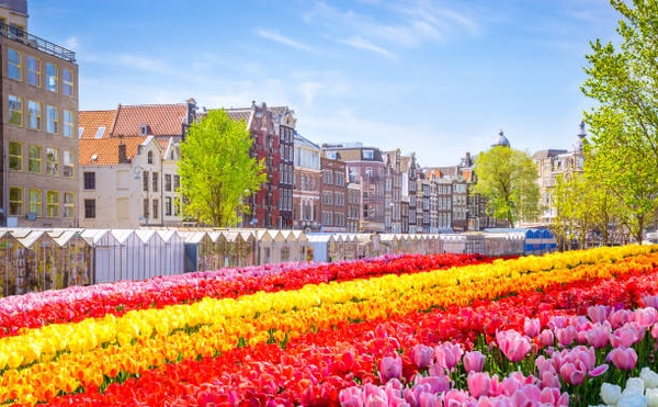 Khám Phá Những Cánh Đồng Hoa Tulip Rực Rỡ Vào Mùa Xuân Châu Âu Ở Hà Lan